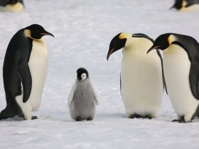 Panda and Penguin Influence on Onsite SEO